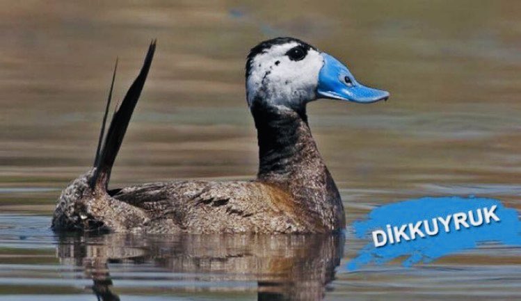 🦆 Salda Alt Havzası’nda 110 kuş türü yaşıyor: 75’i Bern Sözleşmesi’yle koruma altında.
Nesli tehlike altındaki Dikkuyruk ördeği de onlardan biri. 💧
#SaldaDünyaMirasıdır
