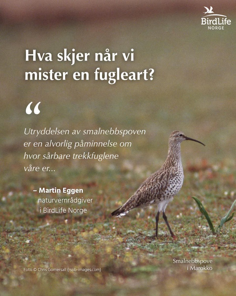 Utryddelsen av smalnebbspoven er en kraftig påminnelse om hvor raskt naturen kan forsvinne når tiltak kommer for sent, og hvor sårbare våre trekkfugler er.

altinget.no/artikkel/norsk…