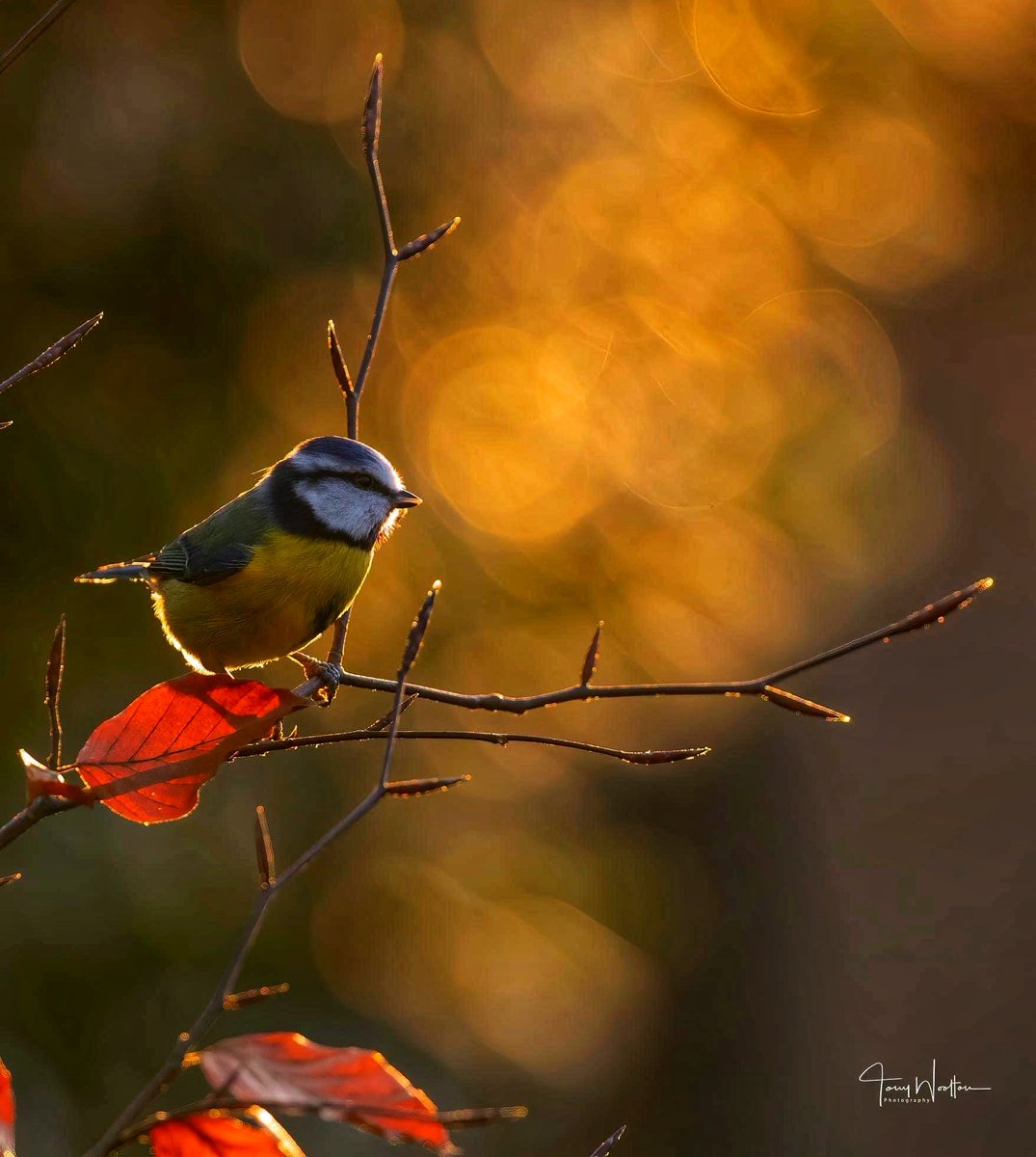 Catching some early morning sunshine …