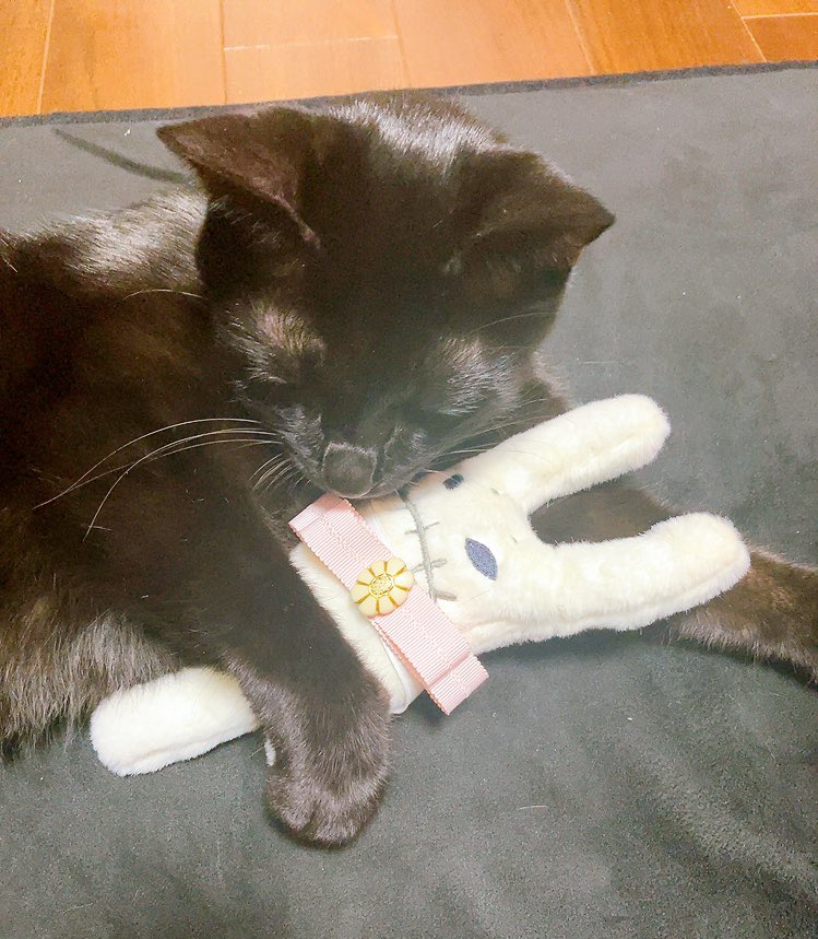 <a href="/8LpTikUVBL5773/">ねこ</a> <a href="/mitsubachi_z/">櫁蜂</a> この編みは、スタークロッシェですか！？
可愛らしい🥰
黒猫とヘンナコ、うちと同じ組み合わせです♡