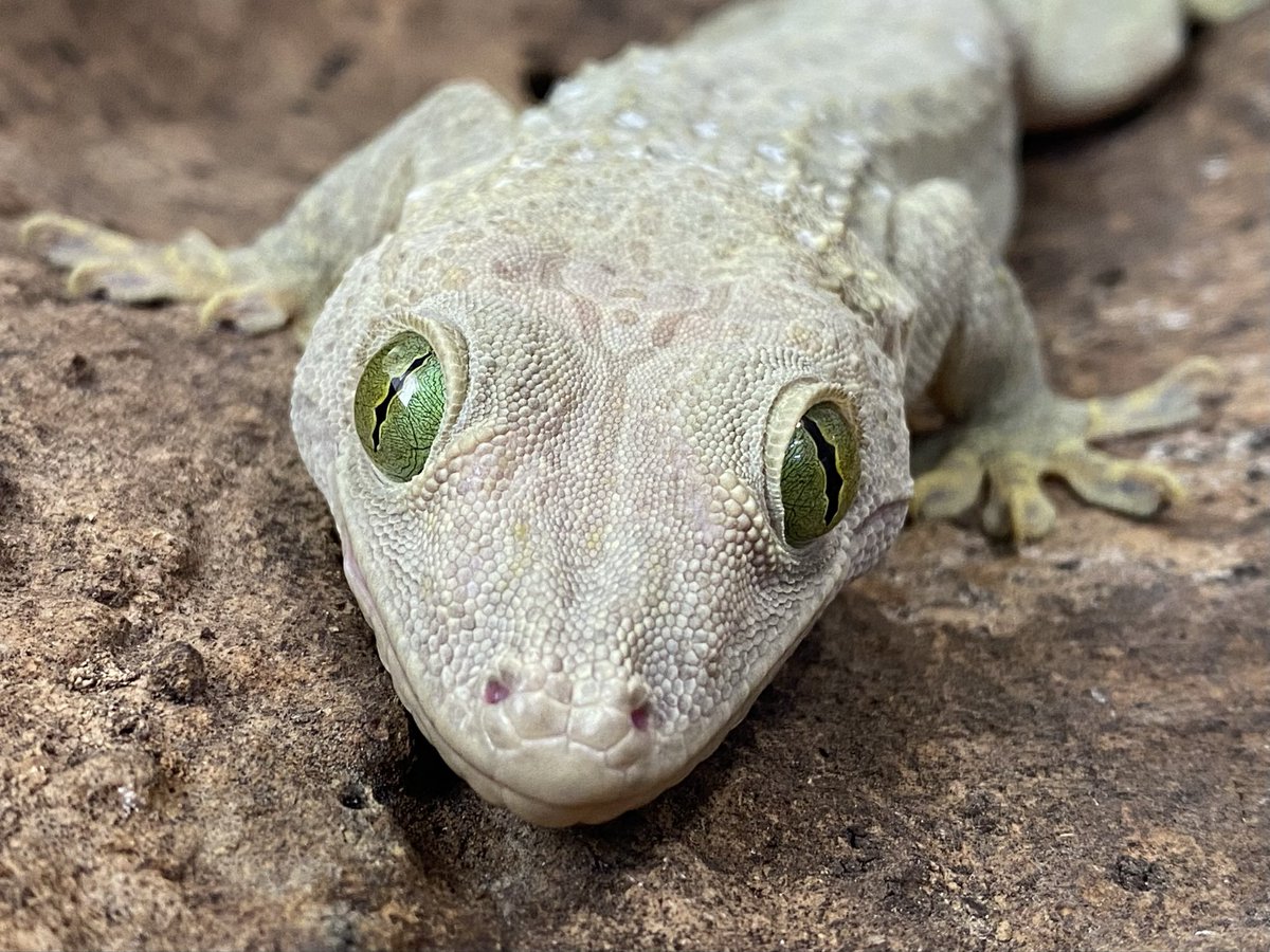 スミスヤモリ (@gekkoverreauxi) / Posts / X