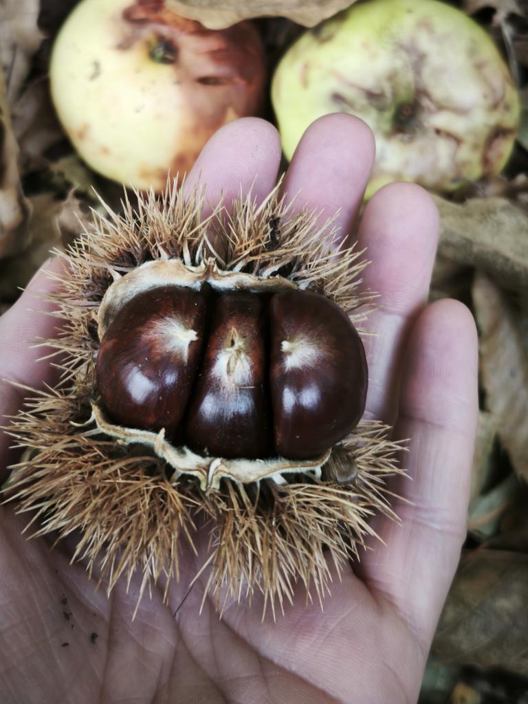 🌼

#LaMiaCosaBellaDiOggi

... l'autunno in una mano.