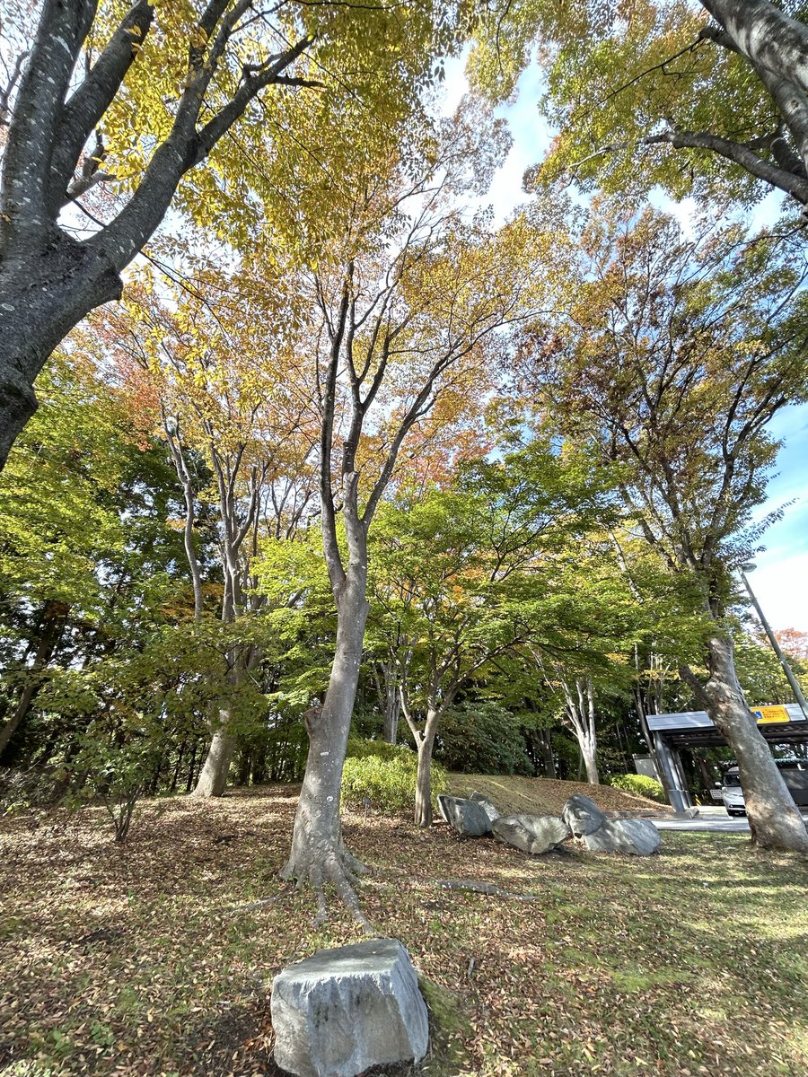 紅葉🍁見にいこうよう（紅葉）w