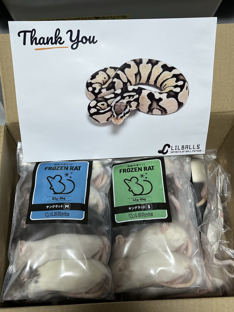 Lil Rats (@LilRats01) / Posts / X