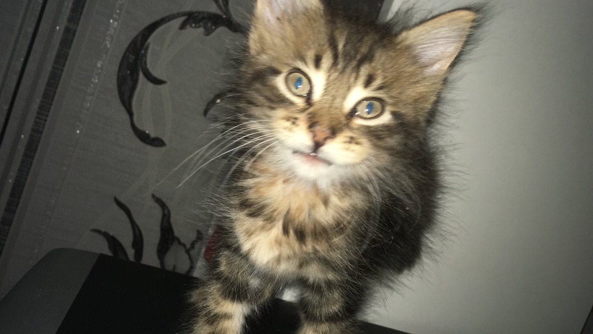 Ikitgamer120415's tweet image. Considering the fact that most bullies are black (statistics say so), I would rather see my bro in my family.