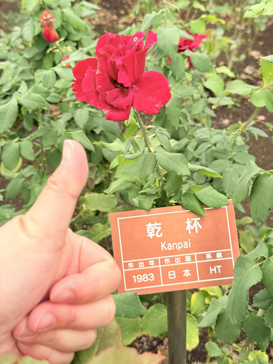 コメント下さい✦バラ苗✦予約のみ✦ꕥ。.ꕤ‿ꕤ.。 並木満 on X