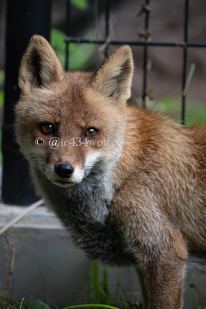 kotaka🐺🐬🦊🔭 (@ic434wolf) / Posts / X