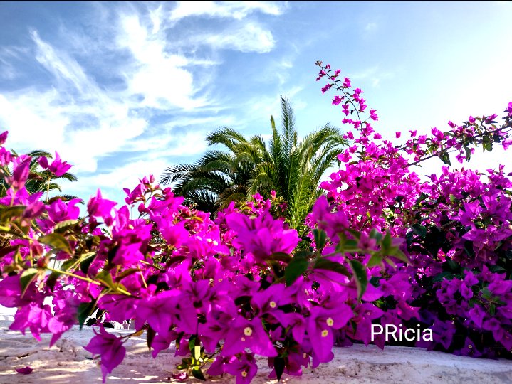 PATandRICIA's tweet image. #photography #naturephotography #travelphotography #travelbug #naturelovers #flowerphotography🌸 #flowerlovers #autumnsun #happysunday #weekendvibes #healthylifestyle #healthyliving #healing #mindfulnessmoment
#sundaymotivation #SelfCareSunday #lifestyle #FallVibes #Wellness ❤️