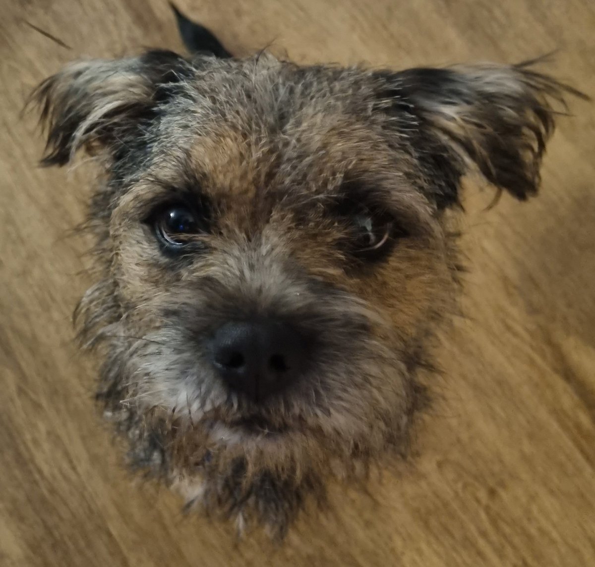 Nipper_BT's tweet photo. Mums fotos reminded her of the day my bodee disappeared. Now I's saw the impawtent (food eatin) part remained but mum seys she luffs all of Trev, even da stinkee end! #BTPosse #BorderTerrer https://t.co/cgsIc7k0fC