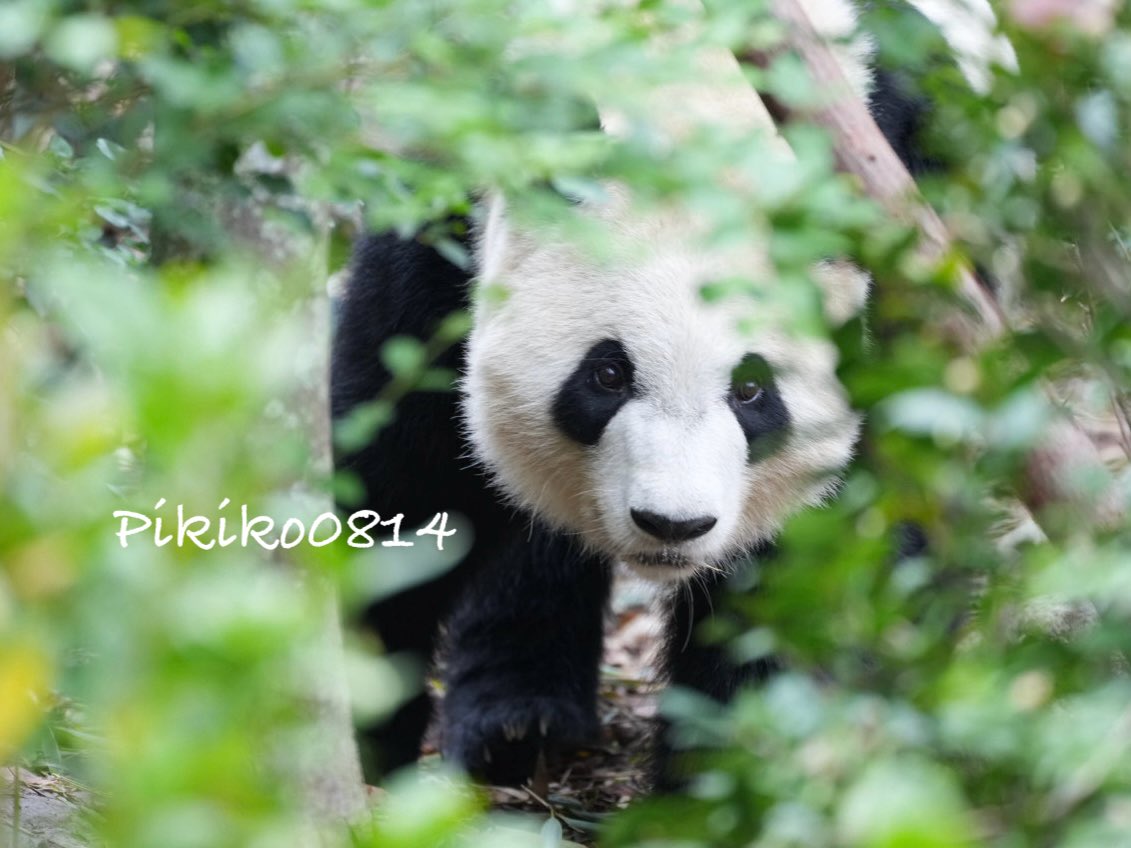 ろみ🐼 (@Yui_Xiang_panda) / Posts / X