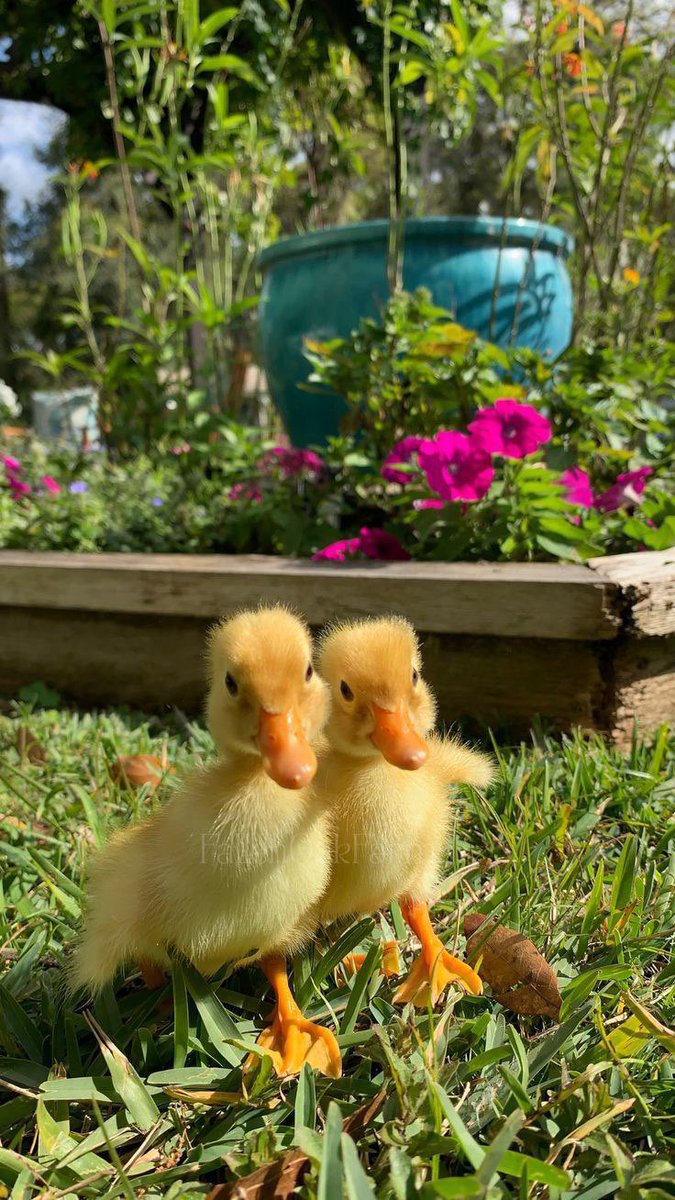 💗🇩🇿ઇଓ صفــــــــــــاء ઇଓ🇩🇿💗 tweet media