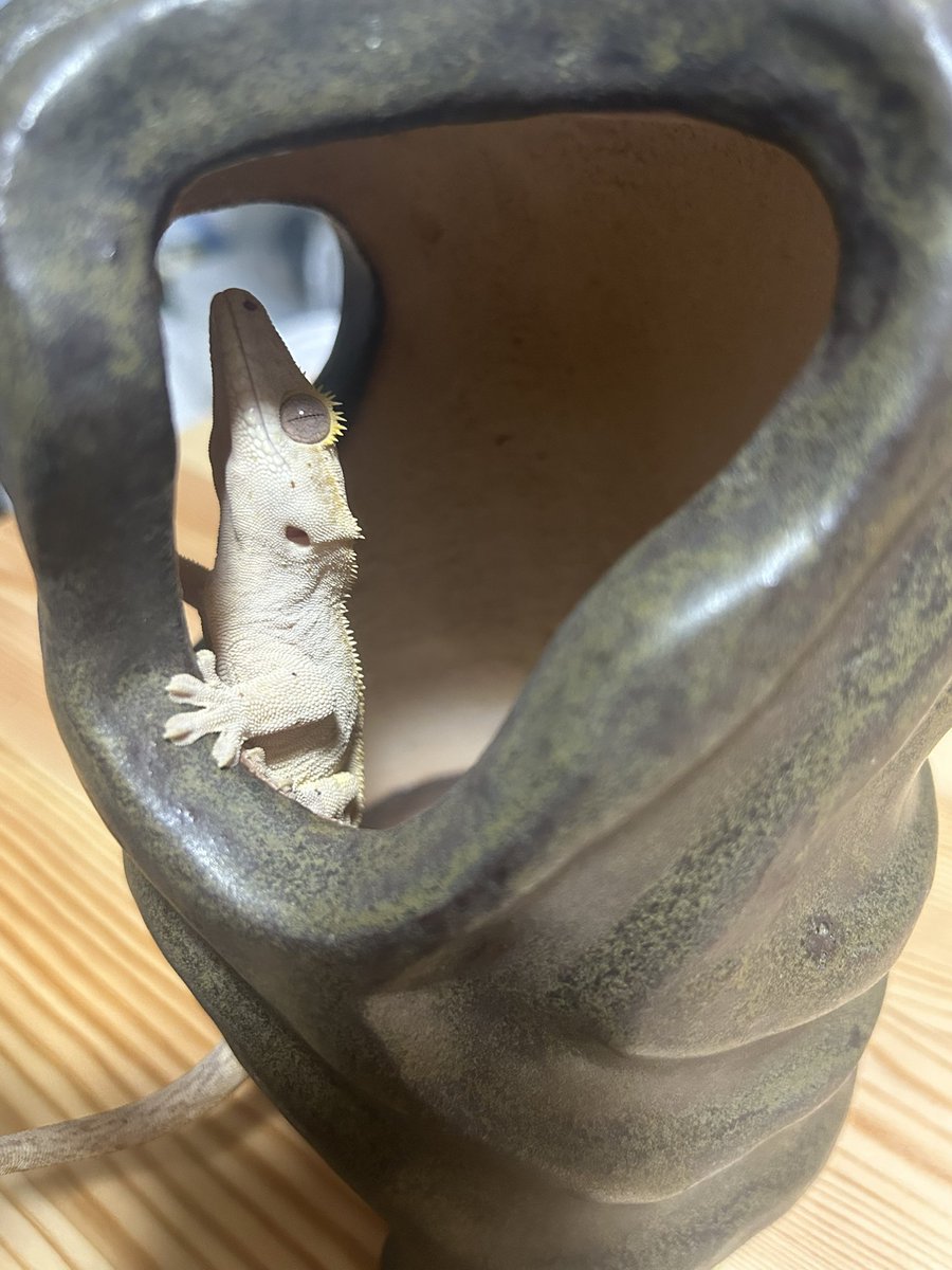 月光堂さんのタワーシェルターの正しい使い方。※メンテナンス中なので退避させてます