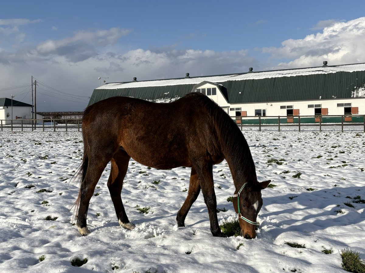 のりのりお (@nori_norio) / Posts / X