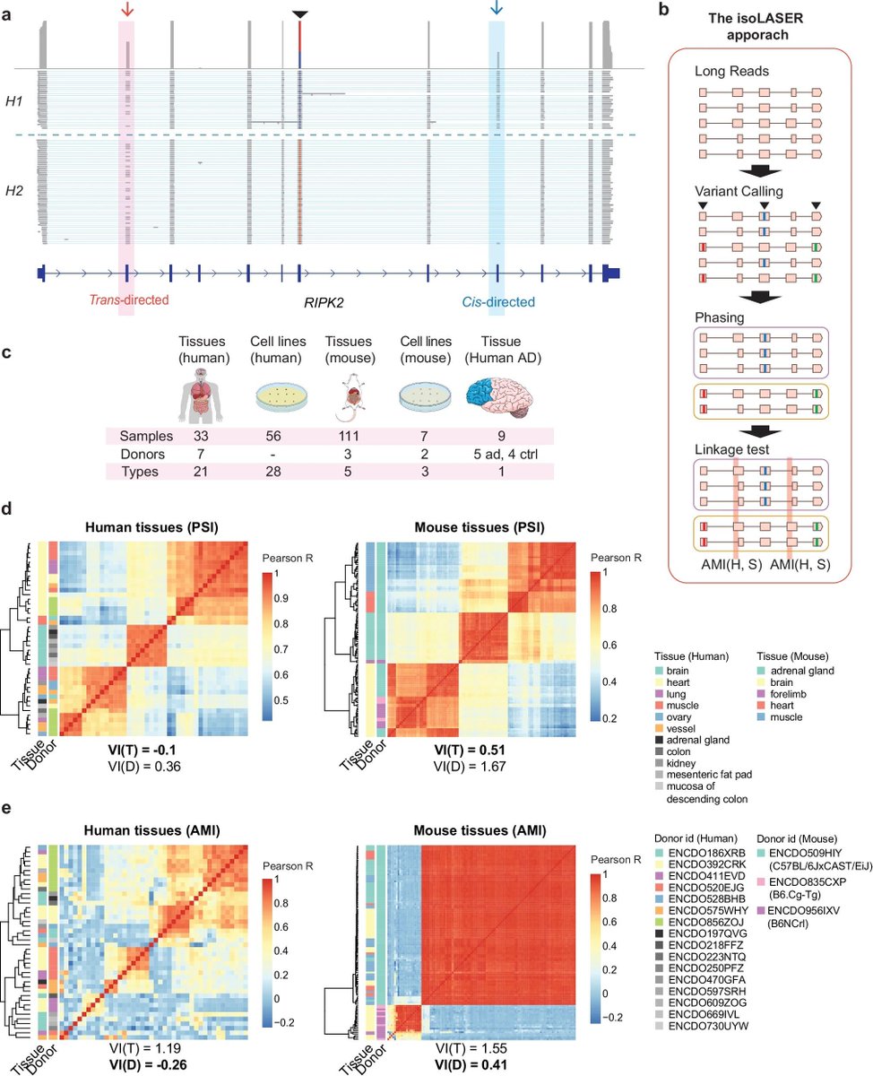 jsantoyo's tweet photo. Long-read RNA-seq demarcates cis- and trans-directed alternative RNA splicing. #LongRead #RNAseq #Sequencing #RNAsplicing @NatureComms
https://t.co/Cny7WkZDAu https://t.co/Uu8QLbN1pT