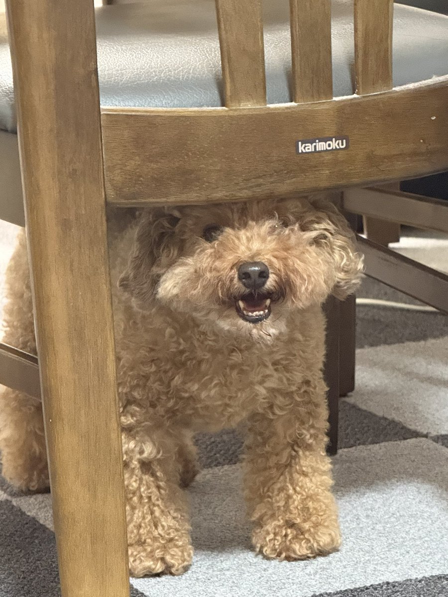 Post by けいきちゃんねる on X: ぽんちゃんです