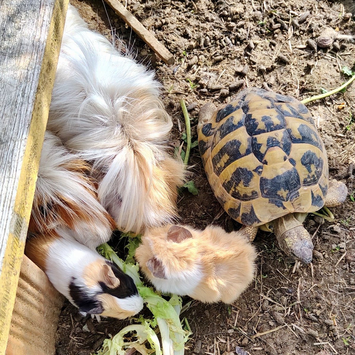Una tartaruga risvegliata dalle temperature miti di oggi, cerca di rubare un pezzetto di insalata 🤣