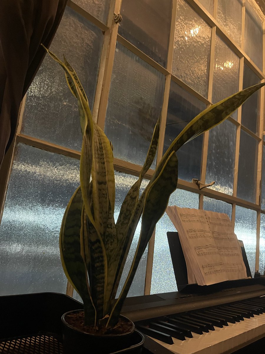 CaseyCastration's tweet image. plants i bought yesterday :)