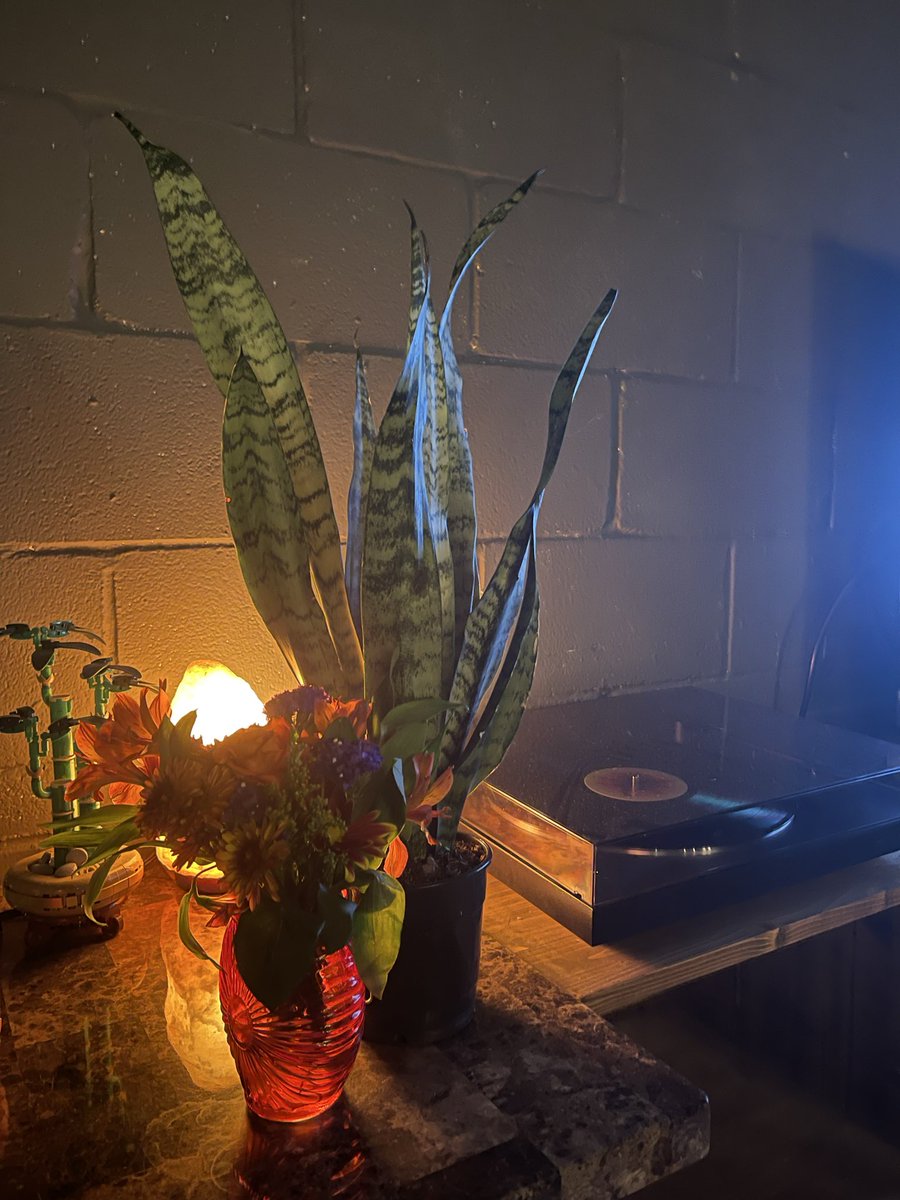 CaseyCastration's tweet image. plants i bought yesterday :)
