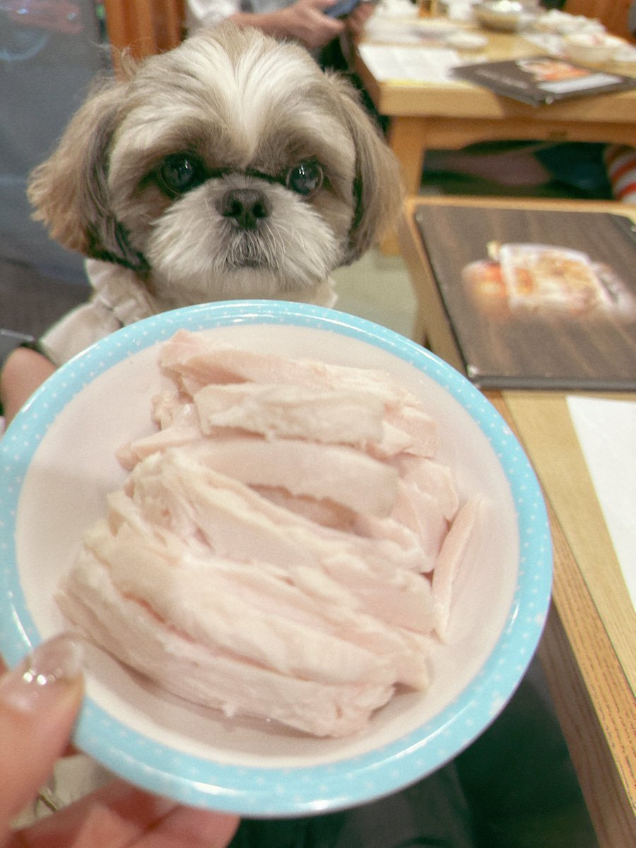 わんこと行ける居酒屋さん🐾
ロンのご飯もおっきいなぁ✨

#シーズー #shihtzu