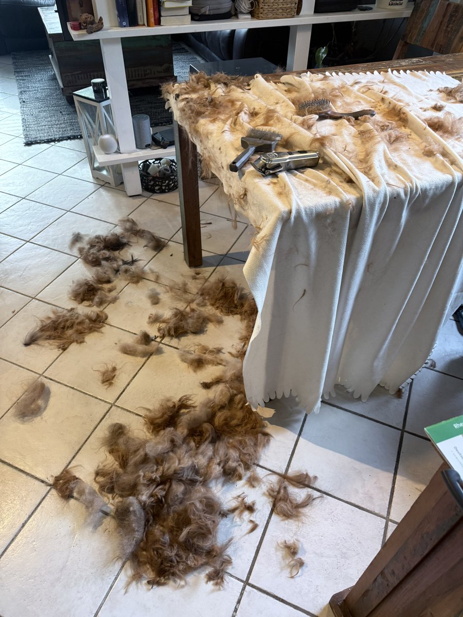 Schlacht für mich entschieden, und trotzdem sieht man am Hund kaum einen Unterschied. Wer errät die Hunderasse?