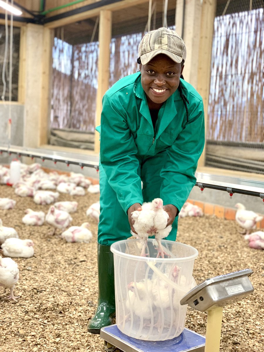 Obed_Ishimwe1's tweet photo. If you get the opportunity and invest in agriculture, which one among four would you go for? 
1. Poultry farming 
2. Goat farming 
3. Rabbit farming
4. Pig /swine farming https://t.co/8ceuo8w5Rv
