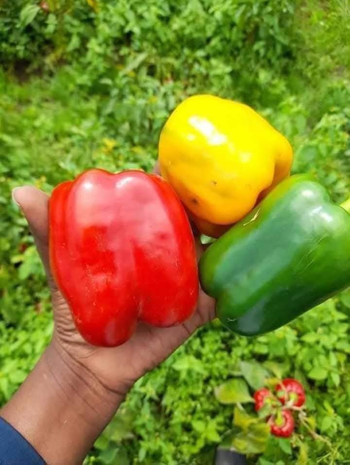 TIPS ON HOW TO GROW PEPPER

1. Choose the Right Variety: Select pepper types suited to your climate—green (bell), hot chili, or specialty varieties. Green pepper farming is among the most profitable ventures in vegetable production.

2. Start Indoors: Sow seeds 8–10 weeks before