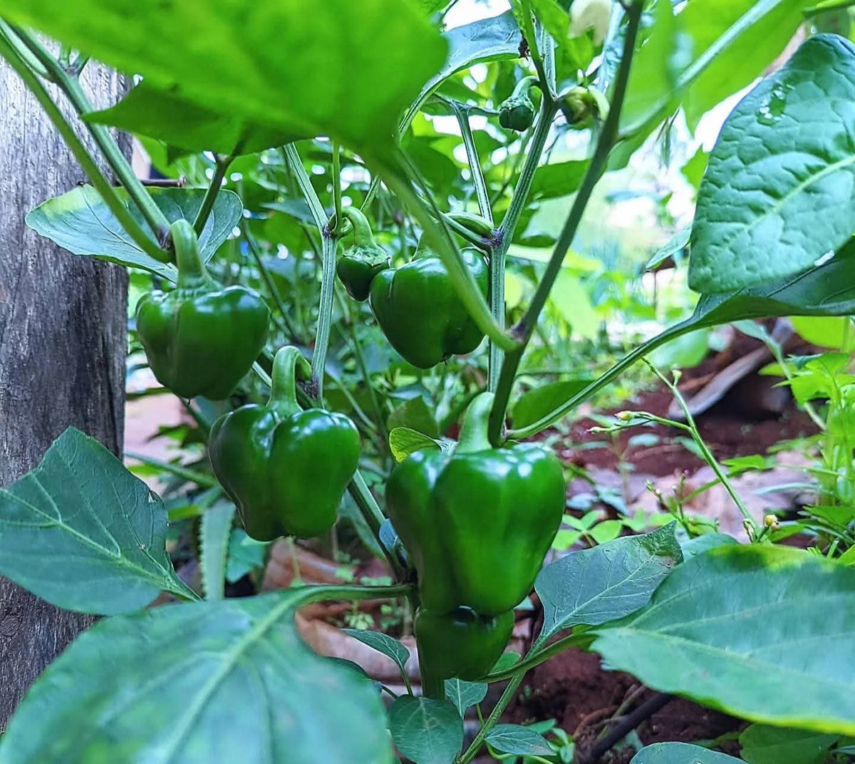 EmmyGisa3's tweet photo. TIPS ON HOW TO GROW PEPPER

1. Choose the Right Variety: Select pepper types suited to your climate—green (bell), hot chili, or specialty varieties. Green pepper farming is among the most profitable ventures in vegetable production.

2. Start Indoors: Sow seeds 8–10 weeks before the last frost. Use small pots with a seed-starting mix, keep warm and moist.

3. Transplant Carefully: Once seedlings have a few true leaves, transplant into the field or larger pots, spacing 18 inches apart for good air circulation.

4. Soil Preparation: Peppers thrive in fertile, well-drained soil rich in organic matter. Add compost or aged manure before planting.

5. Water Management: Keep soil consistently moist but not waterlogged. Mulch to retain moisture and control weeds.

6. Fertilization: Apply a balanced fertilizer every 2–3 weeks to boost growth and yield.

7. Support Growth: Use stakes or cages to prevent plants from bending under the weight of fruits.

8. Harvest: Pick peppers when they reach your preferred size or color. Leaving them longer allows for ripening and sweeter flavor.

9. Season Extension: Before frost, move plants indoors to continue harvesting during cooler months.

10. Crop Rotation & Hygiene: Rotate planting areas yearly and remove diseased plants promptly to prevent pest and disease buildup.