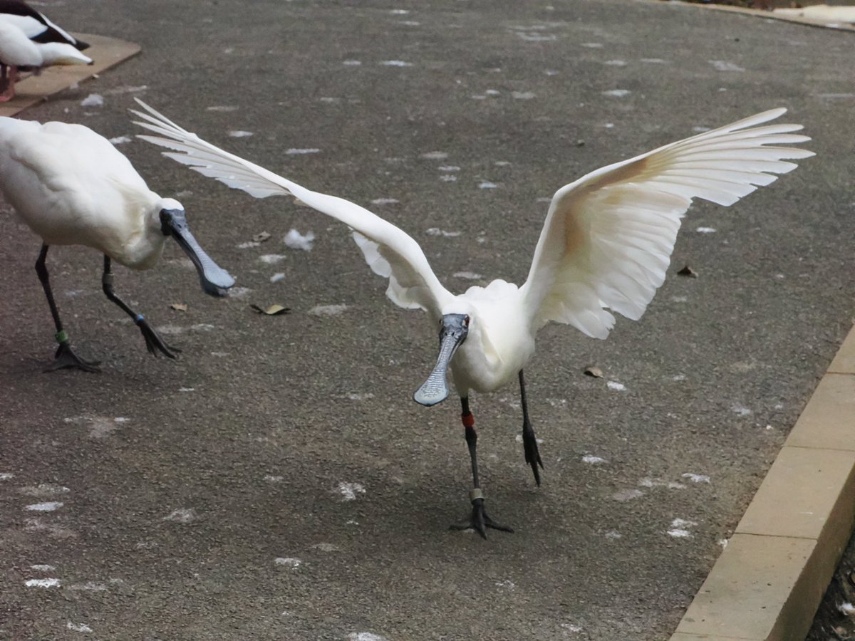 ダーウィンが来た)