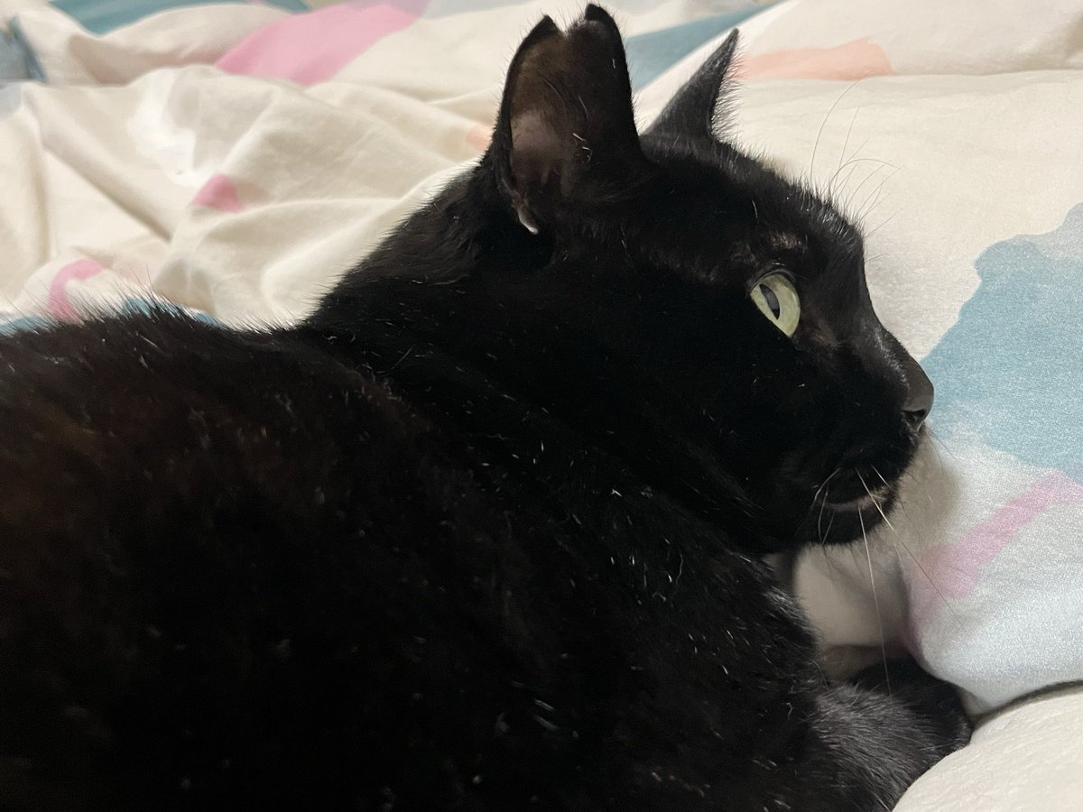 すきえんてぃあ@書け on X