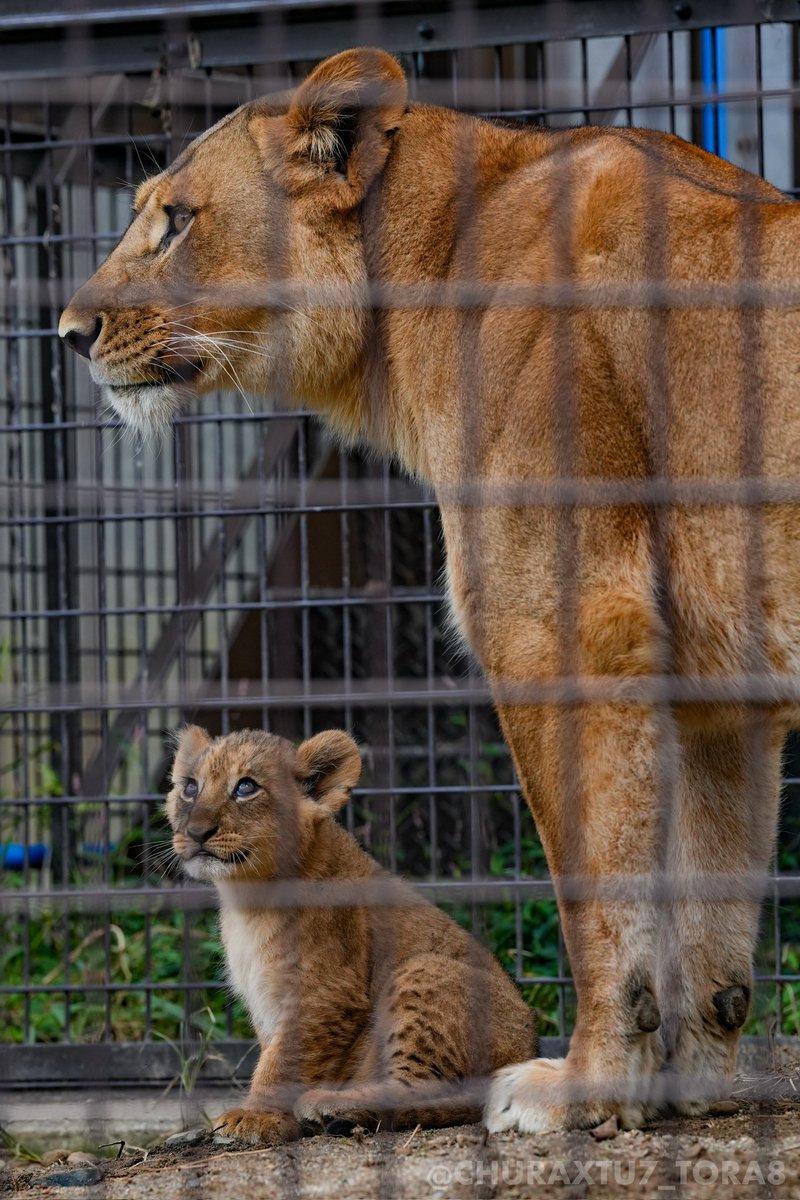 ちゅらっ🐅 on X