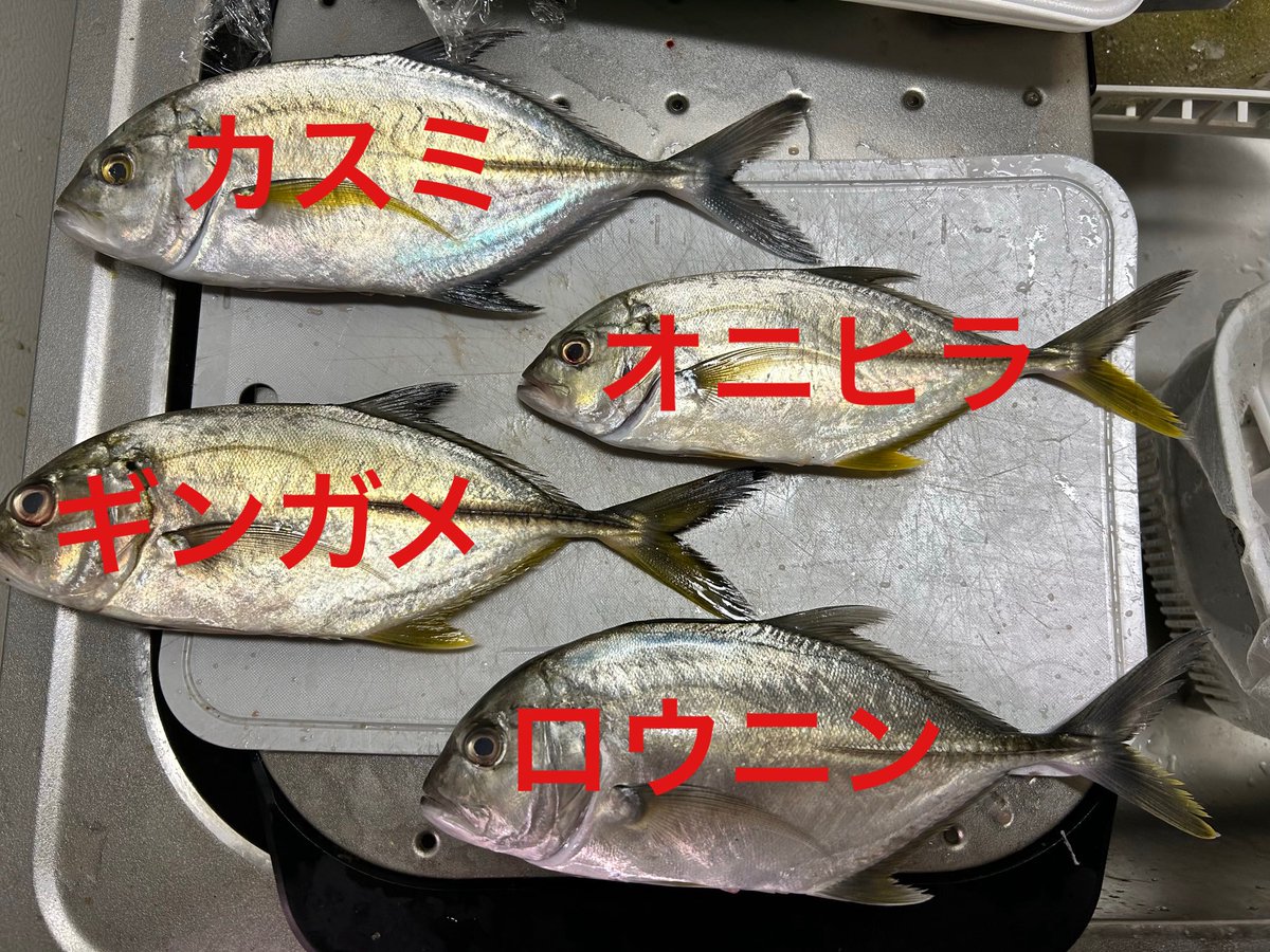 ぽよちゃん ピープル ぽぽちゃん クッピーラムネぽぽちゃん (着せ替え人形