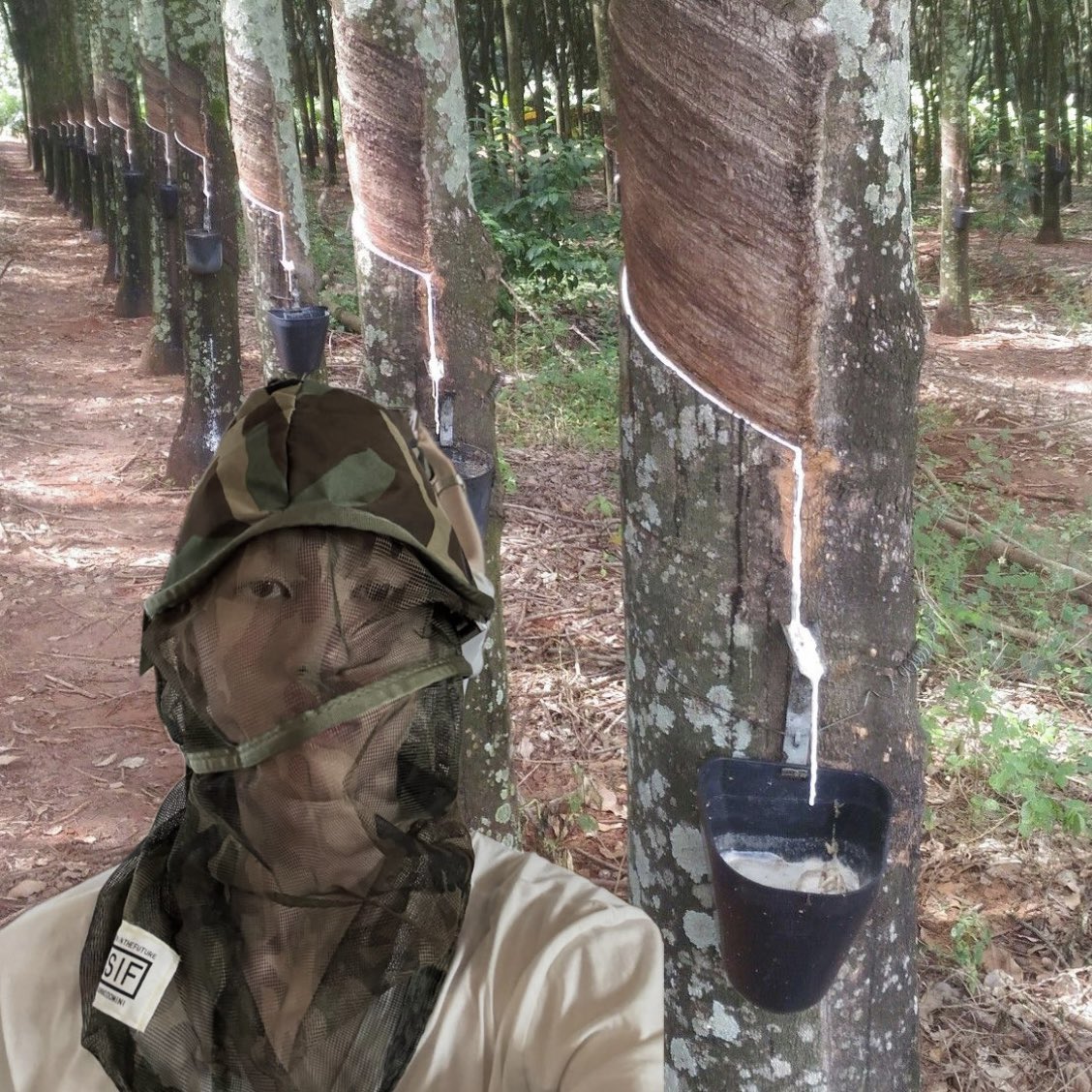 fwmixedsignals's tweet image. สวัสดีคร้าบ วันนี้คุณอยู่กับนายหัวเต้ และวันนี้ ผมจะมาสอนคุณกรีดยาง