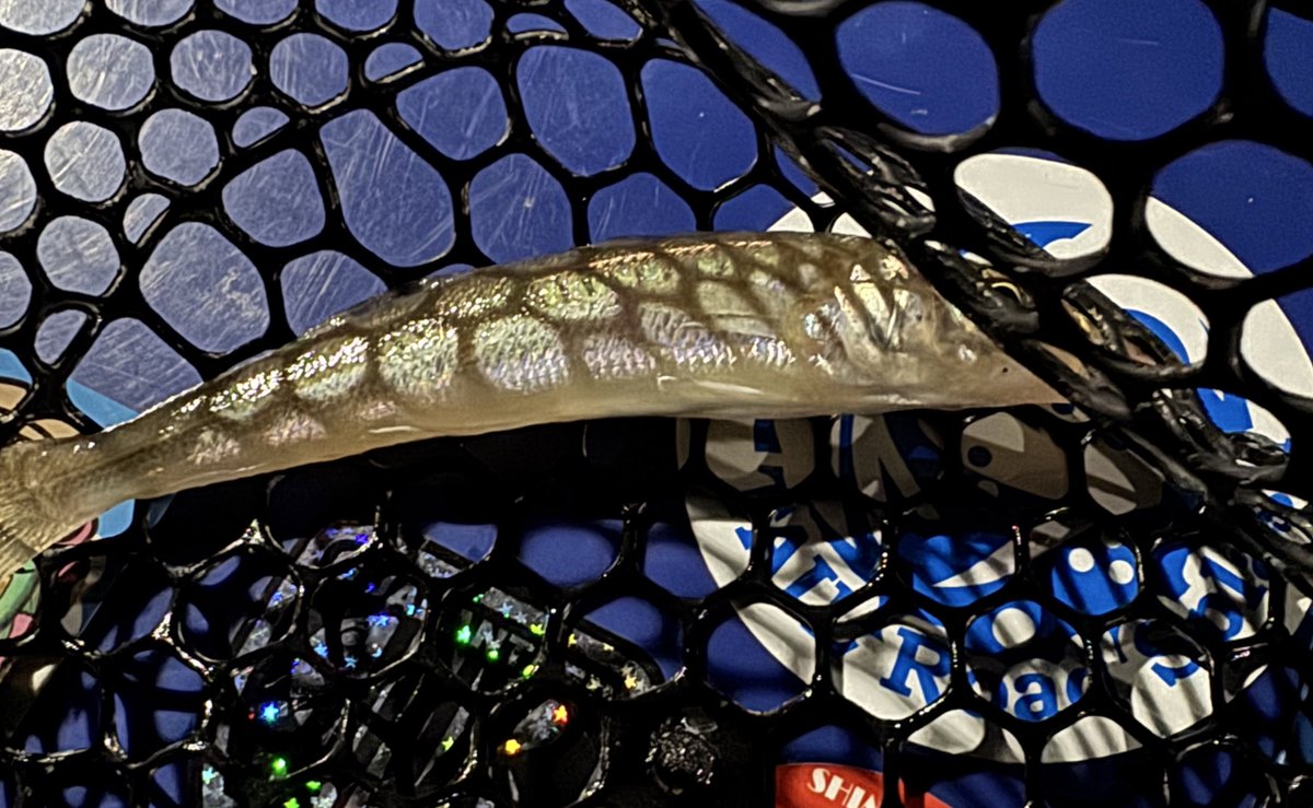 モンスターフィッシュ・キーパーズ vol2-8 7冊 モンスターフィッシュ