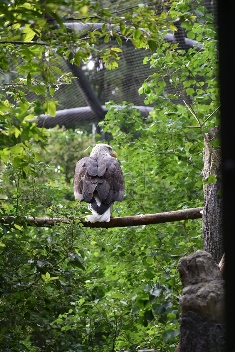 y_m_h_d's tweet photo. 何年ぶりかに東山動物園に行ってきました。
以前の記憶もほぼ無く、新鮮に楽しめました。
#Nikon #z52 https://t.co/tECT0Rpktr
