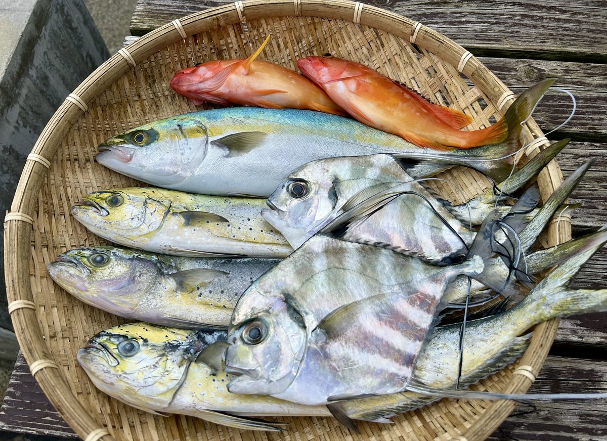 釣果！🎣
「イトヒキアジ」を初めて見ました！
綺麗な魚です🐟