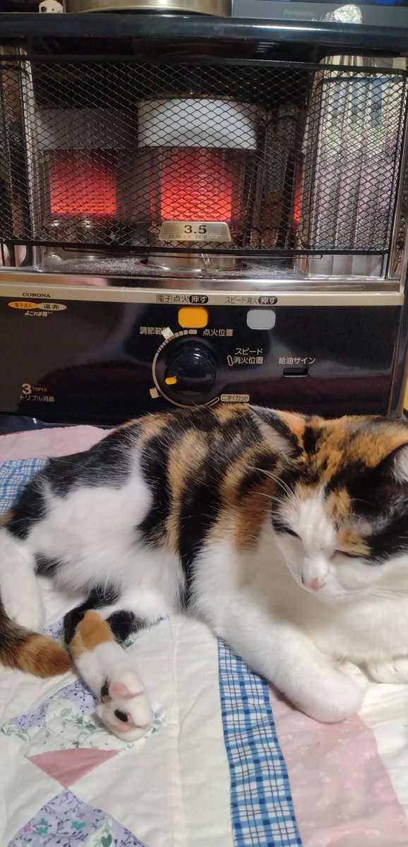 ふじっち☆ (@Miumiu04613) / Posts / X