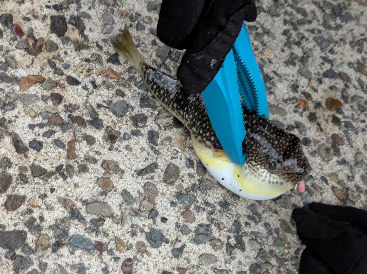 ∀ゆむさん (@ryz25ssb) / Posts / X