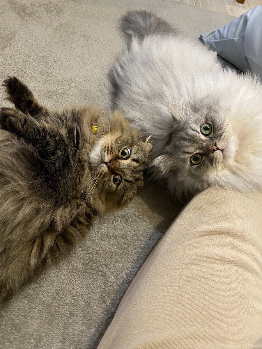 いなり ページ NINJA ZX-4R SE('23〜)NINJA ZX-4RR KRT EDITION('23