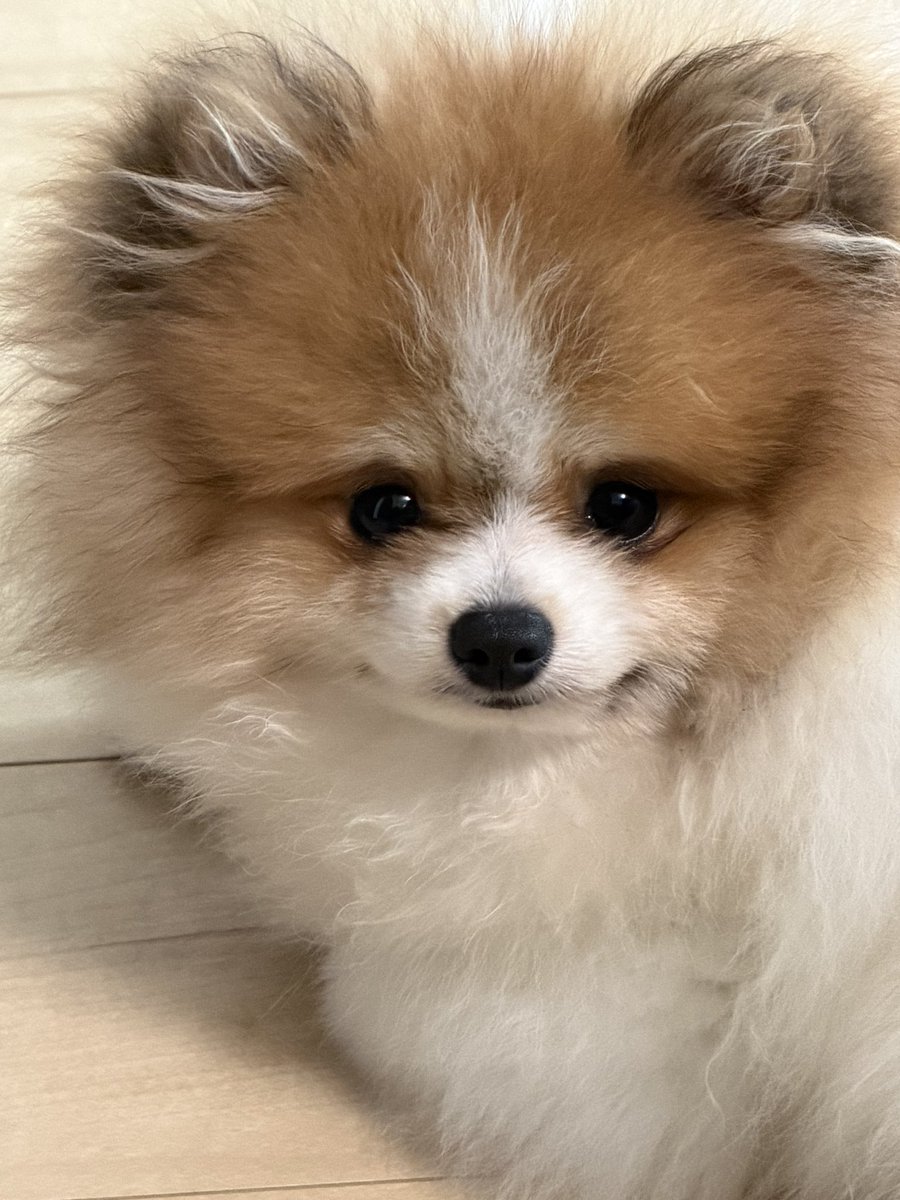 ポメラニアン　　2.5.9番 ポメラニアン 2.5.9番 ポメラニアン 2.5.9番 関東でポメラニアン