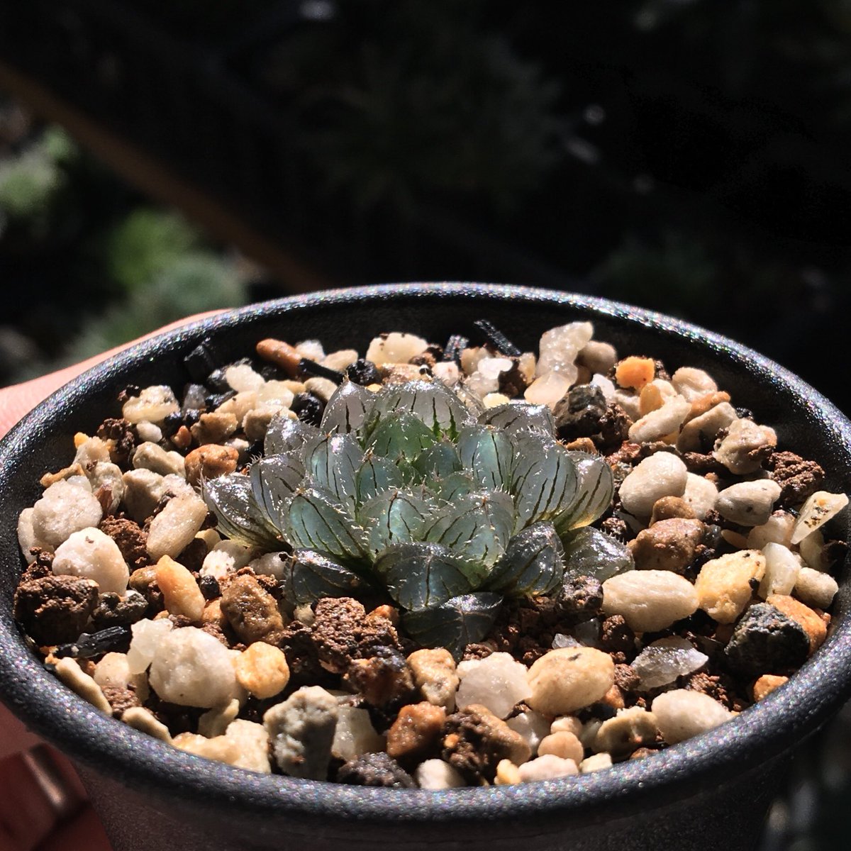 キネ@CrystalPlants (@crystalplants23) / Posts / X