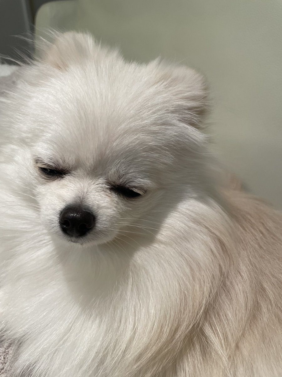 ポメラニアンの人専用 ポメラニアンのえま🐶🍼‎🤍 (@emmapom918) / Posts / X