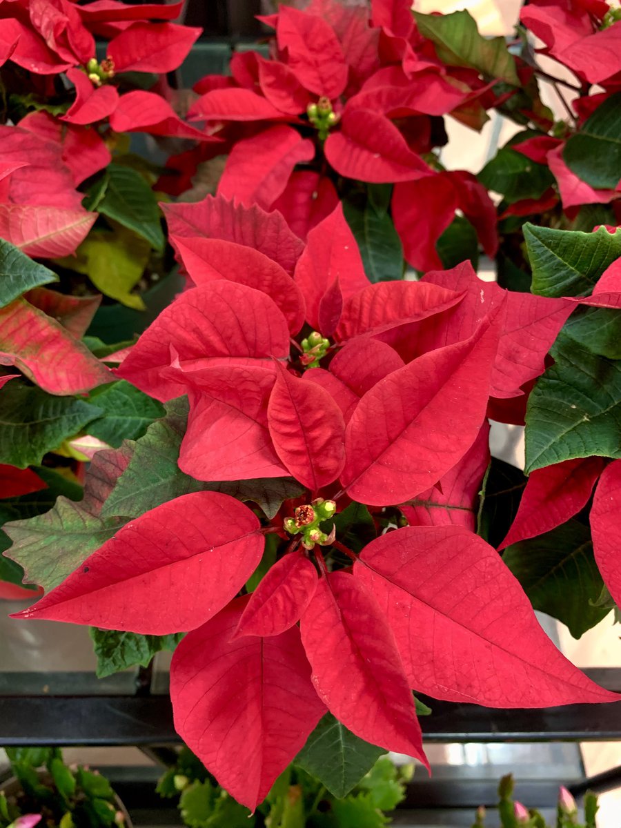 TLを花でいっぱいにしよう⁉️