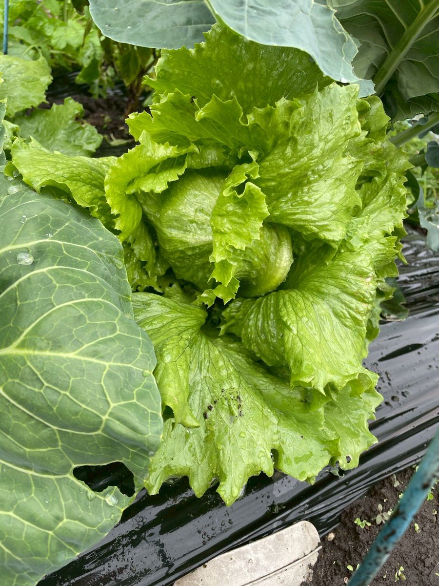 vegeppo_poolo's tweet photo. 9月に植えたお野菜たちが順調に成長中☀️
収穫が楽しみですね🧑‍🌾
#POOLO #べじっぽ https://t.co/i2hCjGGKw1
