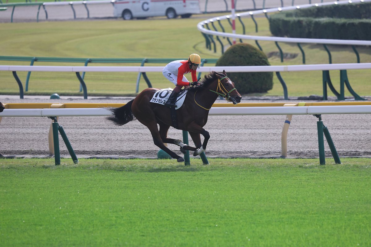 競馬 鞭 楽天市場】乗馬用 WHIP 乗馬鞭 ホイップ 長鞭 ショート ムチ 鞭