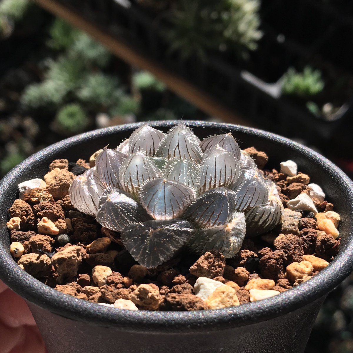 レア✨フエルニア　ヒスロピー　抜き苗 レア✨フエルニアヒスロピー抜き苗