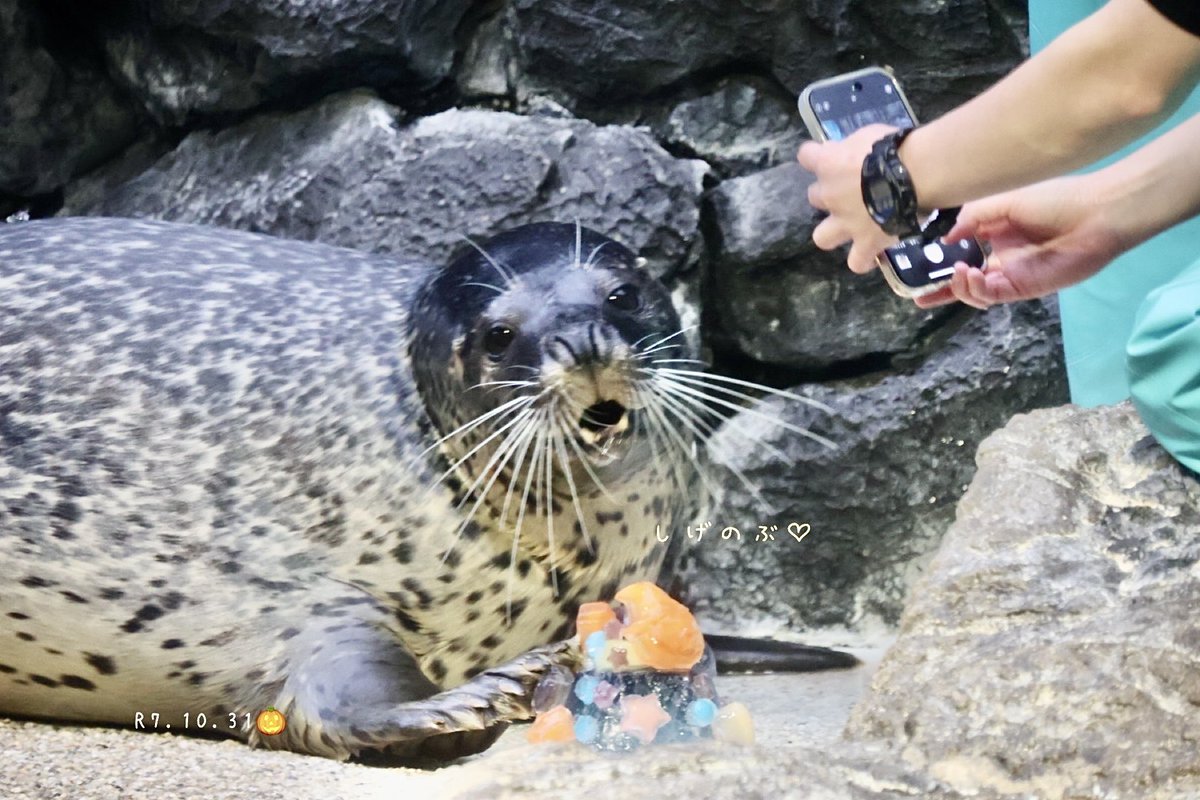 あざまる(ぷ)🍠 (@3zo0401) / Posts / X