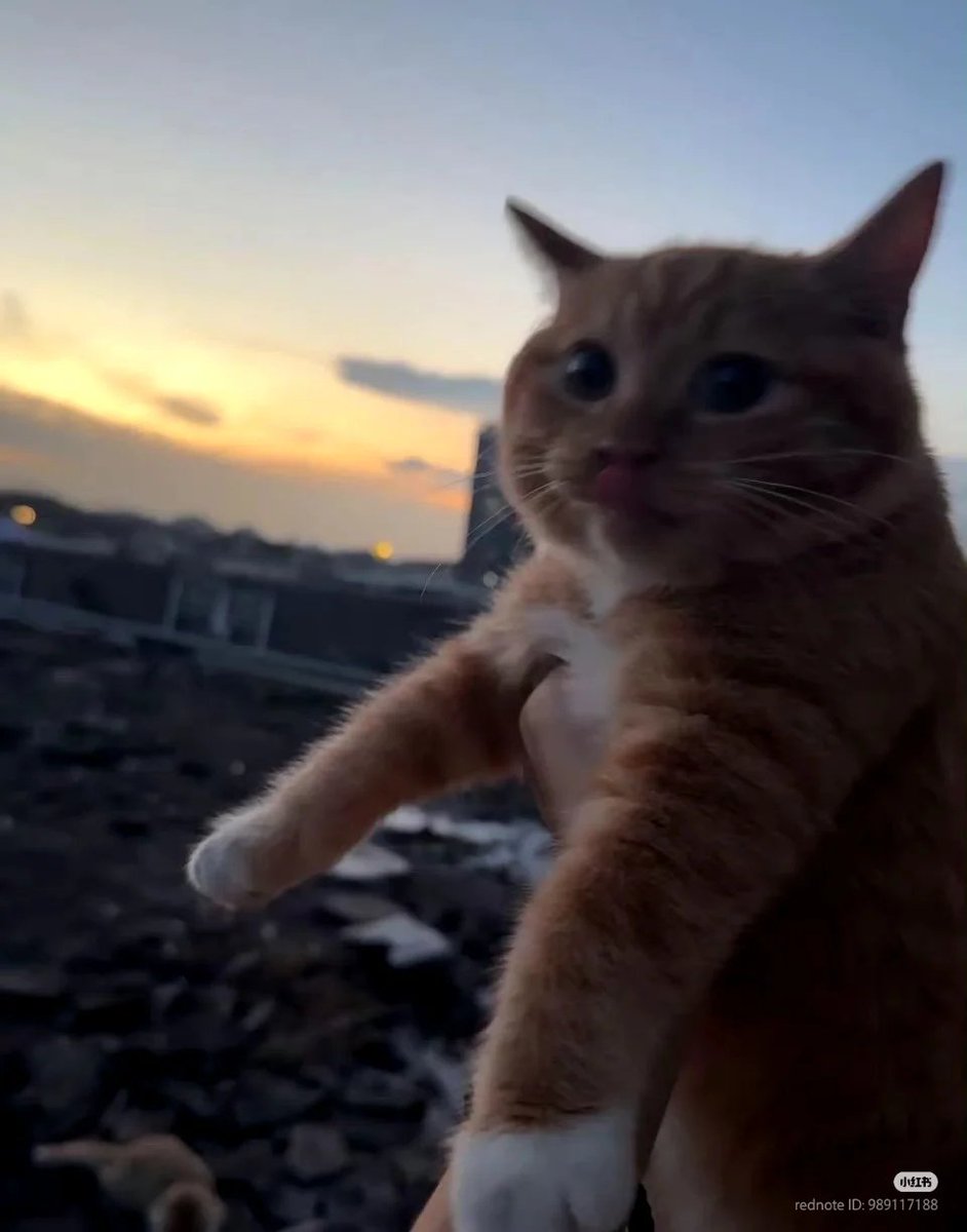 nocontextscats's tweet image. 🧡