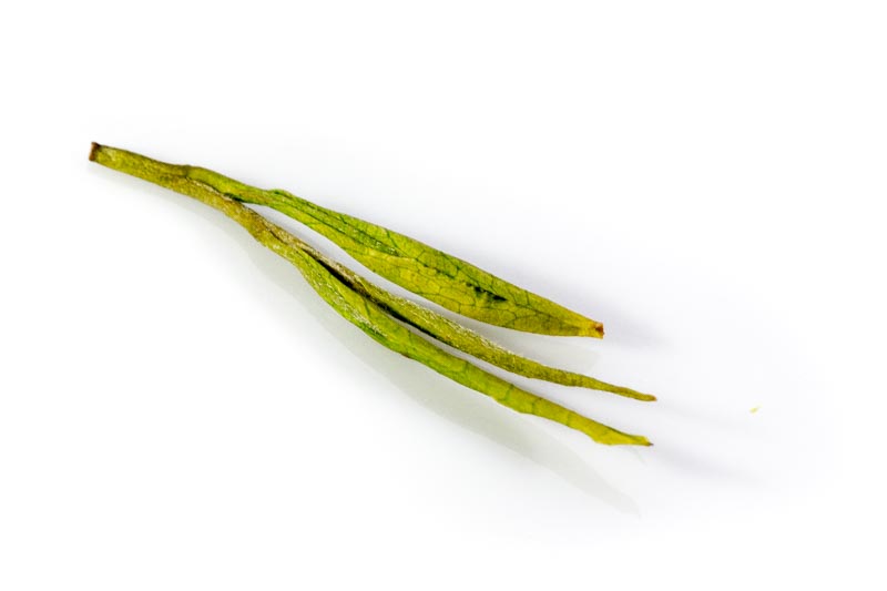 Jetzt aktuell: Xigui Gushu 2017 von Teemeister Panda 🐼 - mailchi.mp/teamania/xigui…