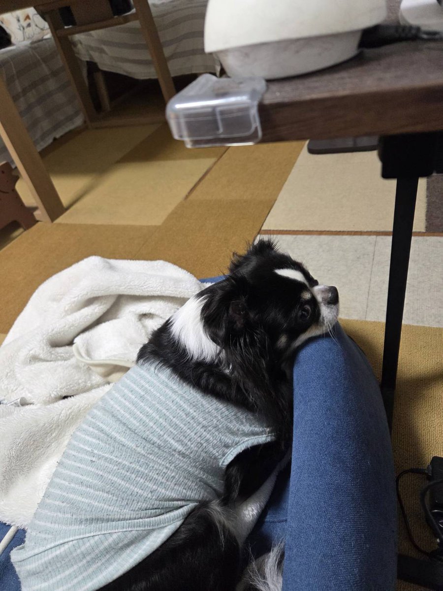 chiwawa_goro's tweet photo. アゴおいて休憩中…
疲れたの？
#チワワ https://t.co/Pf3rgmGrKC