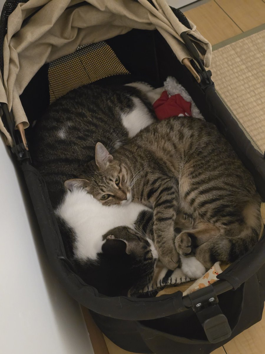 Pa7na_'s tweet photo. those two are so freaking adorable man... https://t.co/rk02h9vy1K
